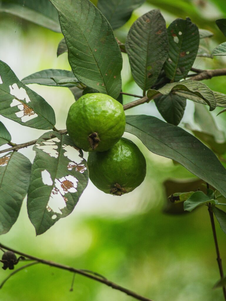 Guava Plant Grown in Pakistan