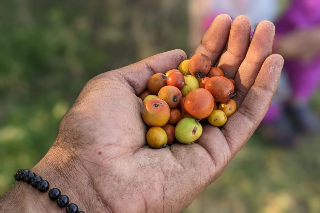 Ber or Indian jujuba fruit