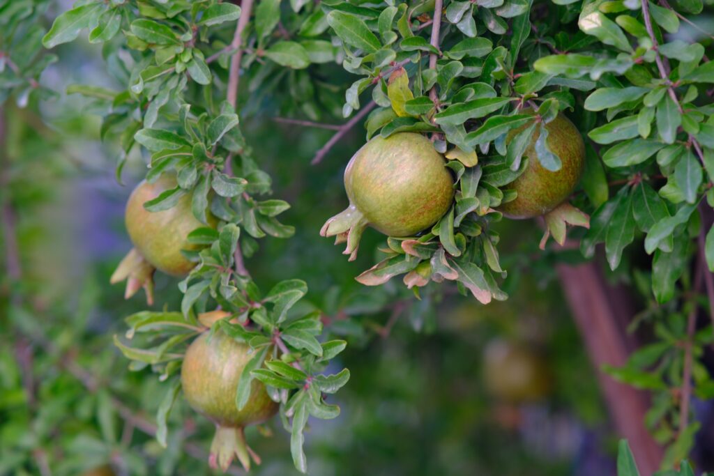 Pomegranate Plant available in Lahore