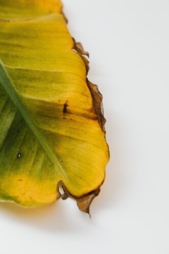 Money Plant Yellow Leaves
