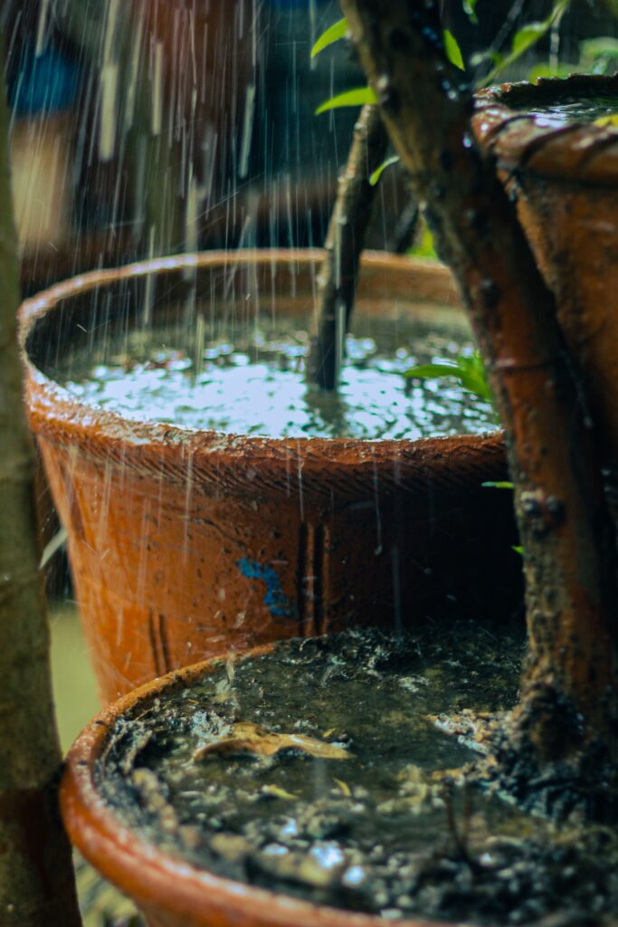 Over Watering in Pots