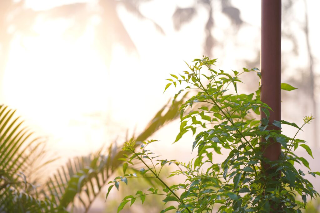 Neem Plant in Pakistan