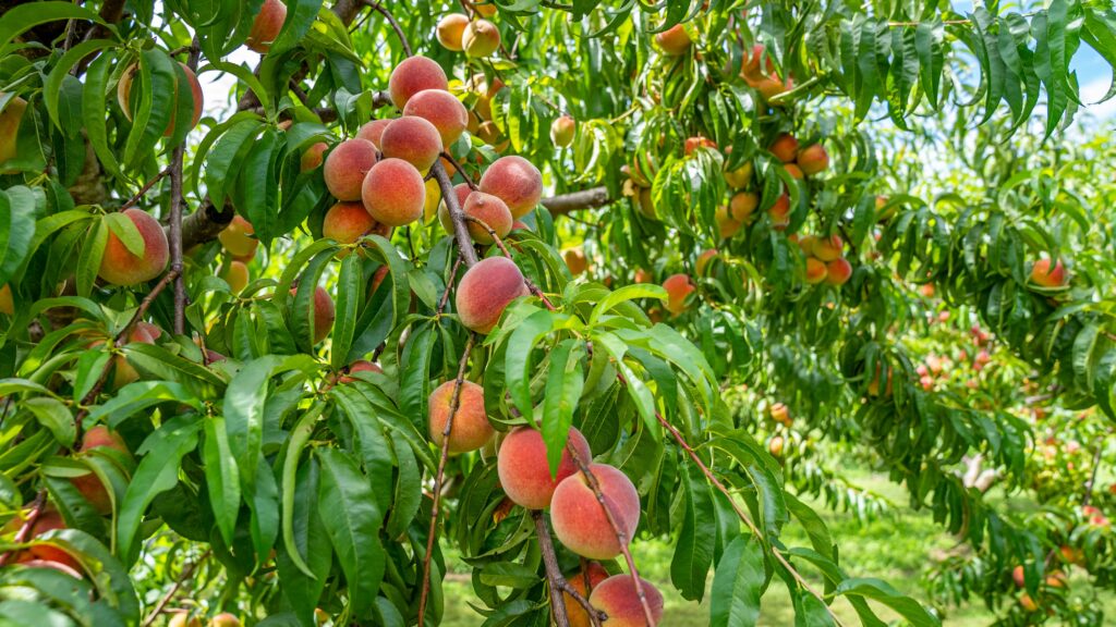 Low chill Peach and Plum Variety grown in Lahore