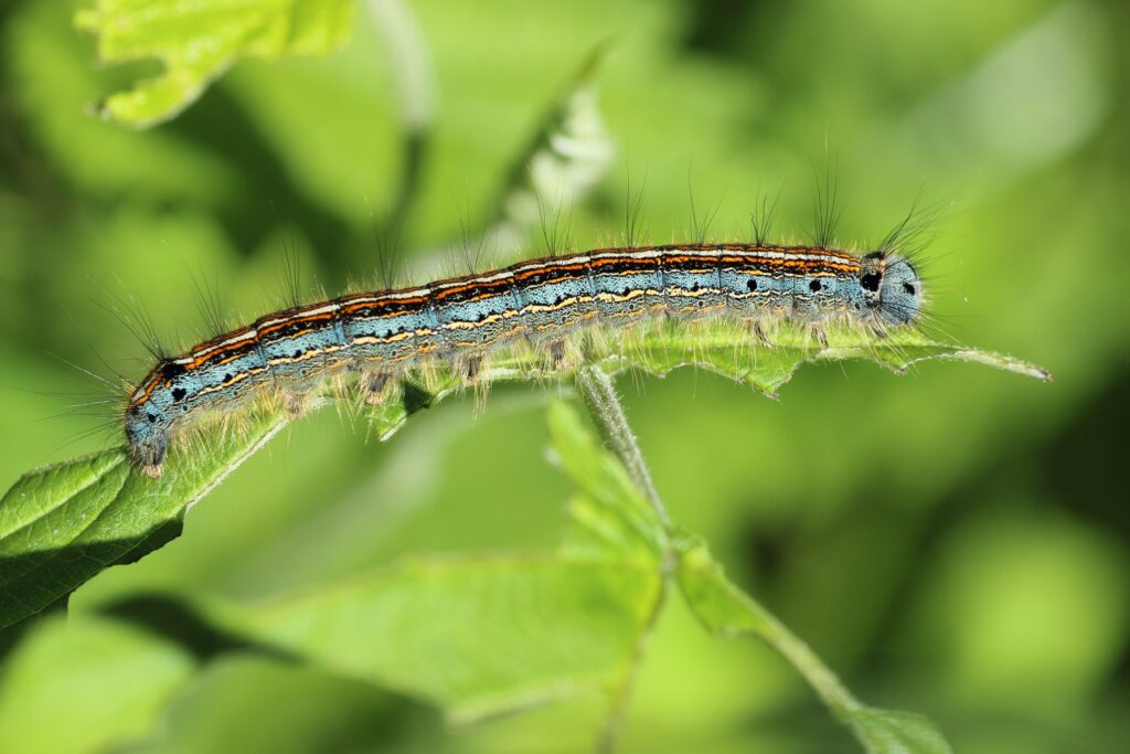 Cut Worms attack on plants