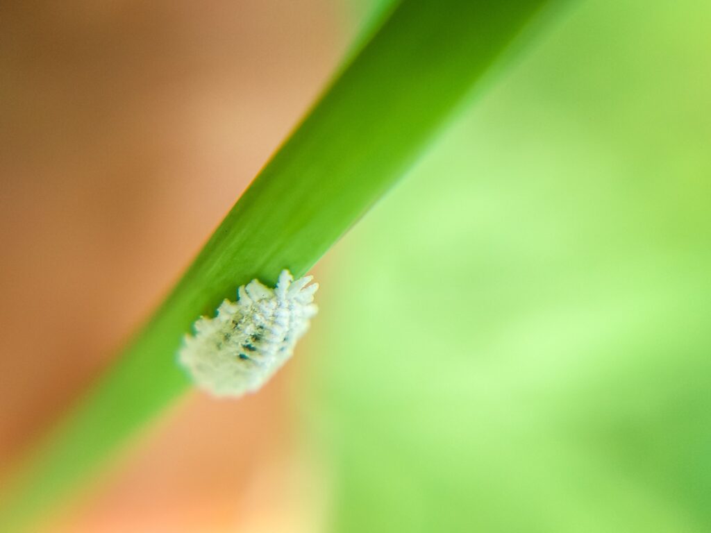 Aphid attack on plants