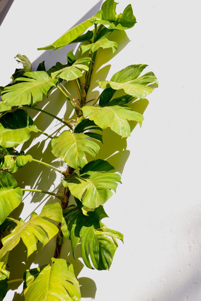 Money Plant placed in Full sunlight