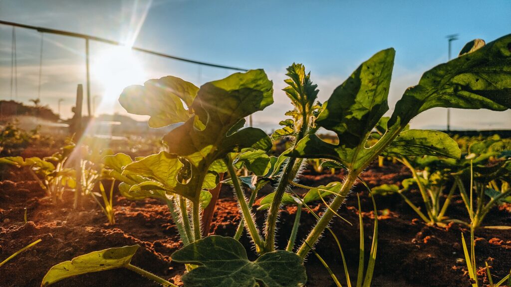 Summer Heat in Garden