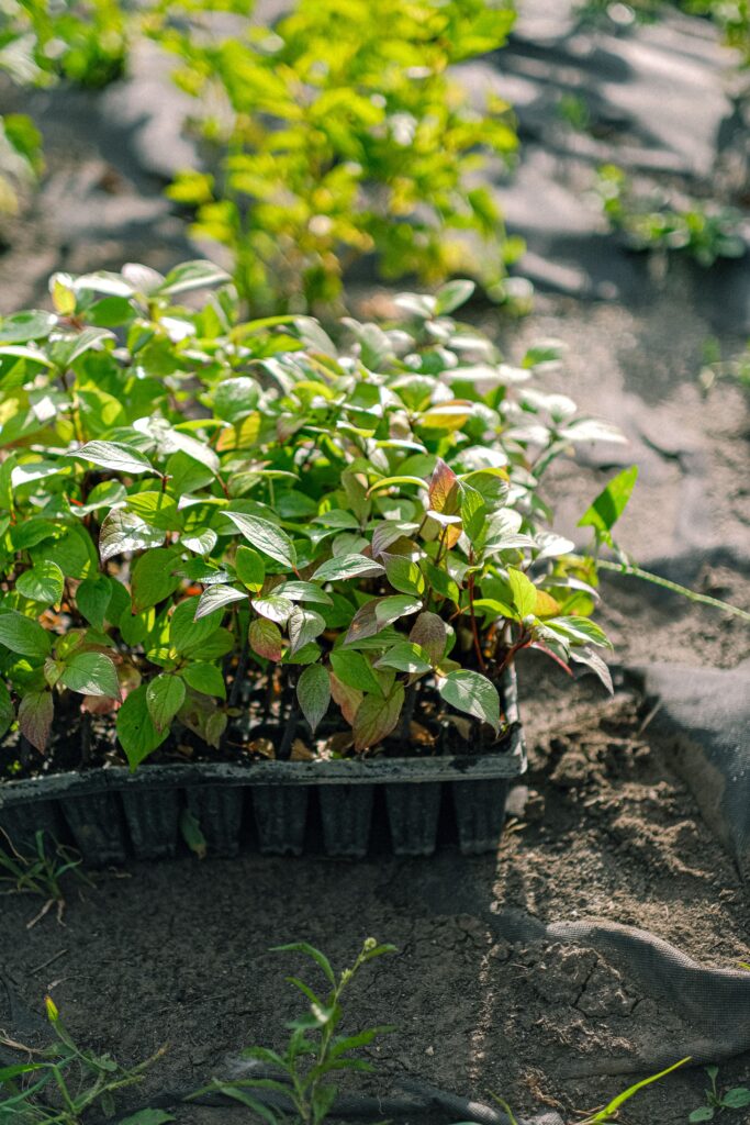 Seedlings