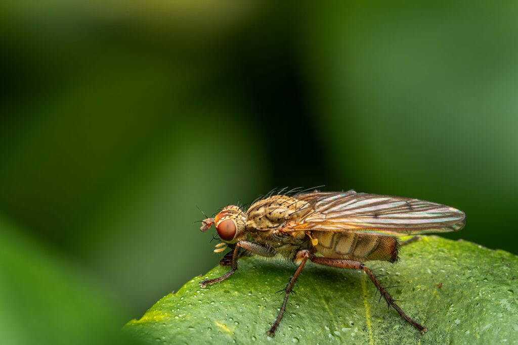 Fruit Fly attack on plants