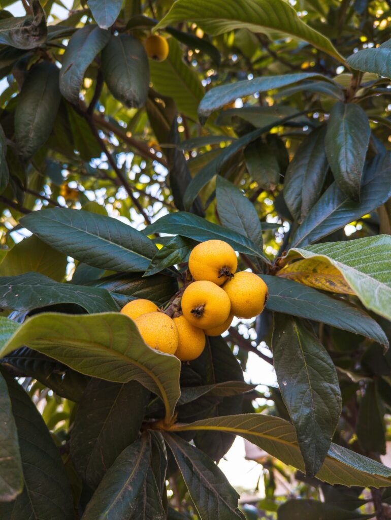 Loquat Fruit Tree in Lahore