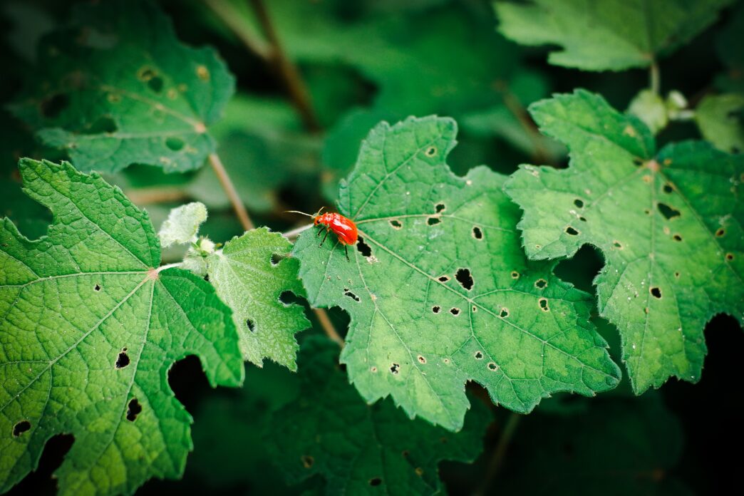 Insect Attack on Plants in Pakistan