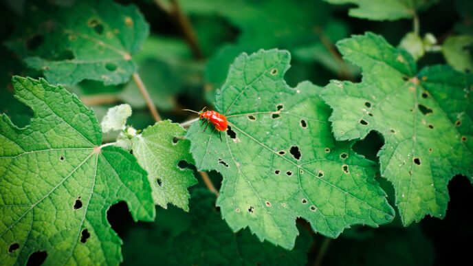 Insect Attack on Plants in Pakistan