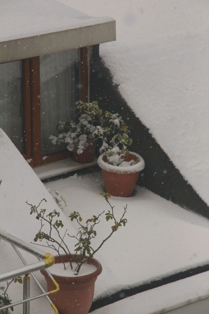 Freezing Temperature to Pot Plants