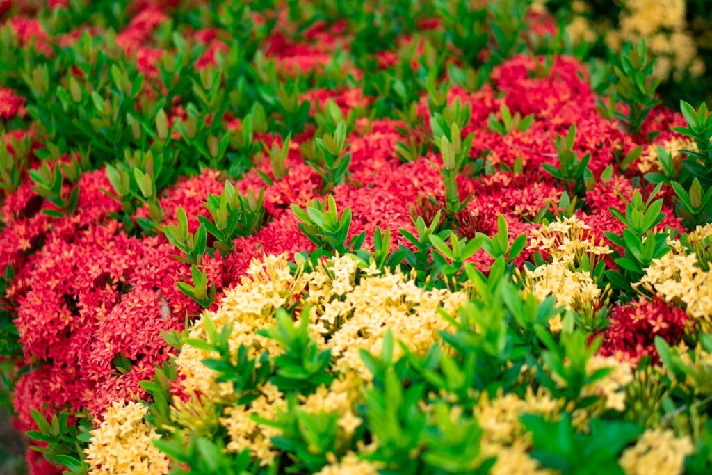 Ixora Flowering Shrub